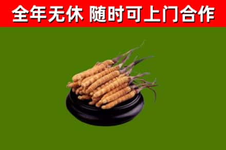 青铜峡市回收冬虫夏草