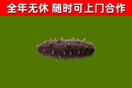 青铜峡市回收海参干